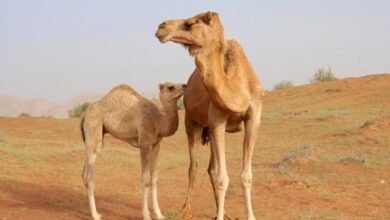 أمراض الجهاز التنفسي في الإبل: الإدارة والوقاية