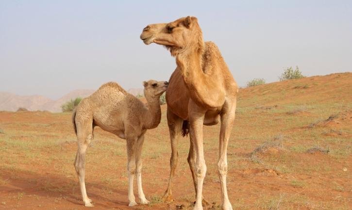 أمراض الجهاز التنفسي في الإبل: الإدارة والوقاية